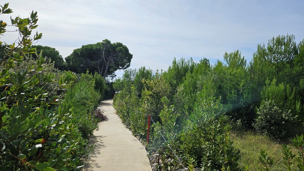 Egy ösvény, amely sűrű bokrok között vezet, mindkét oldalon fákkal, az egyiken kissé