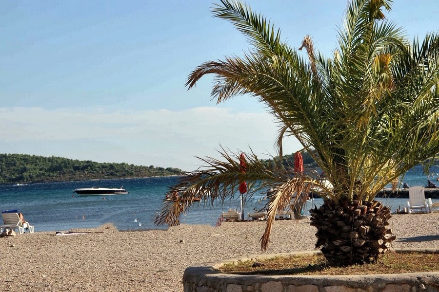 Kavicsos strand pálmafákkal és kilátással a tengerre Horvátországban