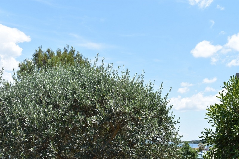 Az olajfára és a tengerre nyílik kilátás.