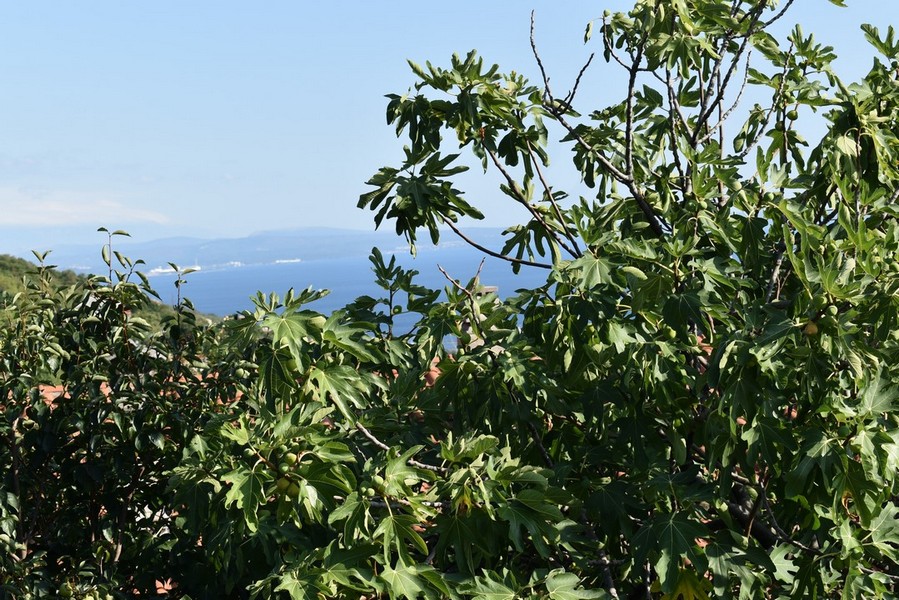 Ház vásárlás Horvátországban, Kvarner-öbölben, Rijeka - Panorama Scouting Immobilien H2263, vételár: 630 000 EUR - 6. kép