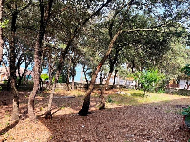 Kilátás a fenyőfákon keresztül a közeli tengerre.