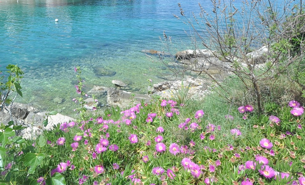 Idilli tengerparti táj egy ház mellett Horvátországban, tökéletes vételre.