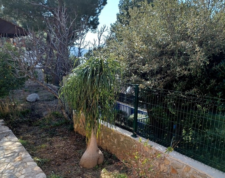 Kertre néző mediterrán növényekkel és olajfákkal egy villában a horvátországi Cres szigeten