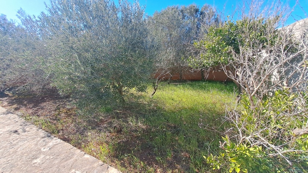 Zöld kert olajfákkal egy tengerparti ingatlan mellett Horvátországban