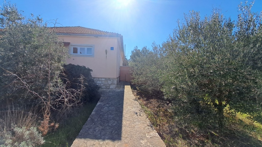 Út egy ház bejáratához olajfákkal az oldalán, tengerparti ingatlan Horvátországban