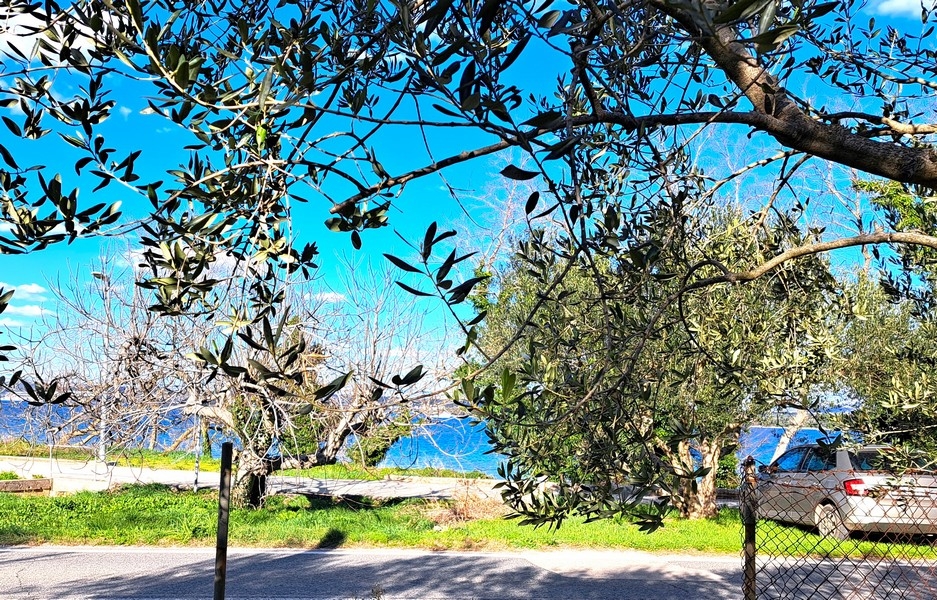 Olajfa ágai az előtérben, kilátással egy csendes utcára és a háttérben a tengerre Tkonban, Pasmanban, Horvátországban.